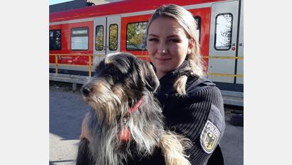 Bild: Bundespolizei/dpa
Das Foto zeigt den entlaufenen Rauhaardackel im Arm der Bundespolizistin Melanie. Das Tier hat sich in Grafing bei München ohne Besitzer allein zu einer Bahnfahrt aufgemacht. Zwölf Stationen später empfingen Helfer den Hund am Ostbahnhof.