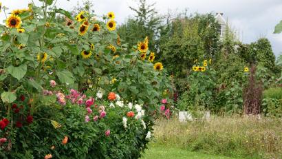 Bild: Kleber/exb
Ein Markenzeichen des Kleberschen Naturgartens in Eschenbach sind die vielen Sonnenblumen, die ausschließlich Vögel ausgesät haben.