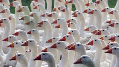 Symbolbild: Matthias Bein
Gänse werden über eine Wiese getrieben.