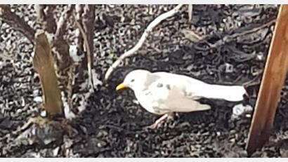 Bild: Ilona Urban/exb 
Eine Albino-Amsel, gesichtet im Nabburger Ortsteile Diendorf? Dagegen sprechen Schnabel und Augen, die dann rot sein müssten. Stattdessen handelt es sich um eine Mutation, die als Leuzismus bekannt ist.