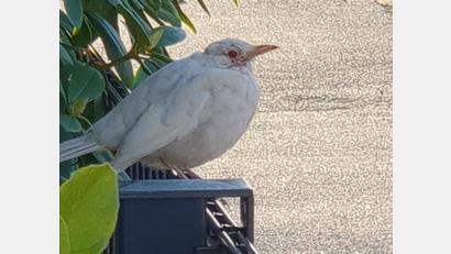 Bild: Marion Kost /exb
Marion Kost hat sich mit dem Handy an diese Albino-Amsel angeschlichen, die schon öfter in der Ringstraße in Pfreimd Halt machte.