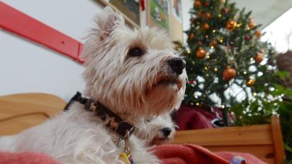 Symbolbild: Rainer Jensen
Ein kleiner weißer Terrier wie dieser wurde vor einer Amberger Metzgerei einführt.