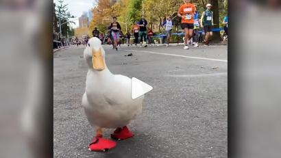 Bild: www.instagram.com/seducktive
Wrinkle the Duck ist den New-York Marathon mitgelaufen. screenshot: instagram.com/seducktive