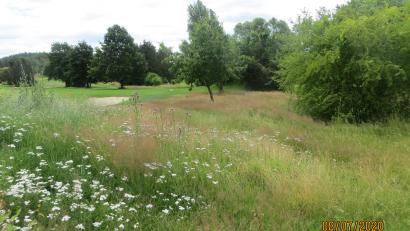 Bild: Land- und Golfclub Oberpfälzer Wald /exb
Gepflegte Greens und üppige Natur müssen sich nicht ausschließen. Die Anlage in Ödengrub wurde nun als "Blühender Golfplatz" ausgezeichnet.
