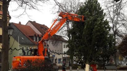 Bild: dob
Mit Hilfe des städtischen Baggers schwebte der Kiefernbaum auf den Rathausvorplatz.