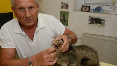 Symbolbild: Petra Hartl
Ein Tierarzt checkt den Gesundheitszustand einer Katze. Landen Streuner nicht bei Veterinären und werden kastriert, vermehren sie sich unkontrolliert. Für viele Tiere bedeutet das den Tod. Der Landkreis Neustadt will weiterhin gegensteuern.