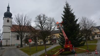 Bild: jr
Unweit des Resl-Hauses wurde diese mächtige rund 15 Meter lange Tanne am Mittwoch als Christbaum aufgestellt. Bauhofmitarbeiter brachten mit Hilfe eines Steigers den Lichterschmuck an. Am ersten Adventswochenende wird er erstmals im Lichterglanz erstrahlen.