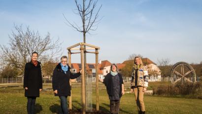 Bild: Sue Batten-Seidel 
Die Amberger Soroptimistinnen pflanzten einen Baum (von links): Schriftführerin Beáta Zaremba, Präsidentin Beate Mastel, Programmdirektorin Sue Batten-Seidl und Vizepräsidentin Heidi Heckmann neben der frisch gepflanzten Winterlinde.