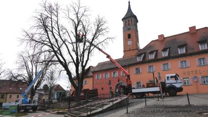 Bild: le
Mit dem Fällen der letzten zwei im 19. Jahrhundert gepflanzten Rosskastanienbäume verschwindet ein Stück Heimatgeschichte.