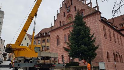 Bild: Tobias Gräf
Die zehn Meter hohe Nordmanntanne vor dem Sulzbach-Rosenberger Rathaus ist eine Privatspende - sie stammt aus dem Garten eines Hausbesitzers am Lerchenfeld.