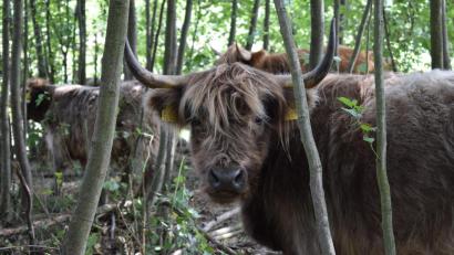 Archivbild: szl
Welche Rinder-Rasse auf den "Wilden Weiden" in der Waldnaabaue eingesetzt wird, steht noch nicht fest. In Frage kommt möglicherweise das Schottische Hochlandrind.