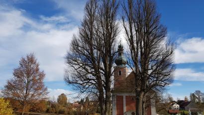 Bild: gi
Sicherheitsrisiko beseitigt; Die Winterlinden an der Wieskirche wurden von Totholz befreit.