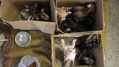 Bild: Grenzpolizei Waidhaus
Ein Bild von der Polizei von den geretteten Welpen.