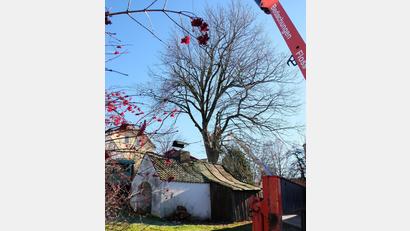 Bild: le
Die Bauhofarbeiter entfernen die Linde in Schönbrunn mit Hilfe des Krans einer Flosser Dackdeckerfirma.