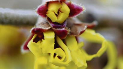 Bild:  Caroline Seidel/dpa
Ungewöhnliche Blüten hat die Zaubernuss.