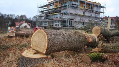 Bild: Harald Hertel/exb
Oberhalb des neu errichteten Mehrfamilienhauses an der Pfaffenreuther Straße wurden offenbar schon vor mehreren Tagen drei größere Bäume gefällt. Die 60-jährige Eiche (im Vordergrund) sowie eine weitere Eberesche waren im Bebauungsplan "Teufelswehr" mit Pflanzbindung eingetragen.