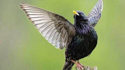 Bild: Hans König/exb
Papageno – das Bild, für das Hans König bei der Bayerischen Fotomeisterschaft mit einer Medaille ausgezeichnet wurde.