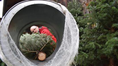 Bild: szl
Lorenz Schön baut im Nebenerwerb seit 30 Jahren Christbäume an. „Ein arbeitsintensives Hobby“, sagt der 56-Jährige. Auf einer Fläche von 2,5 Hektar stehen insgesamt 20 000 Bäumchen unterschiedlichen Alters.