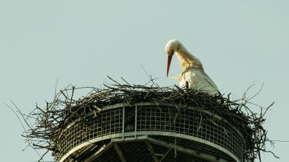 Bild: idu
Der Storch ist wieder da. Hoch oben in seinem Horst thront er über Trabitz.