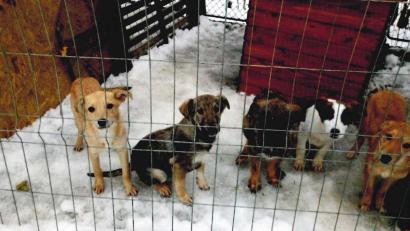 Bild: Mira Tierhilfe e.V./exb
Besonders in der kalten Jahreszeit leiden die in den rumänischen Tierheimen aufgenommenen Straßenhunde große Not.