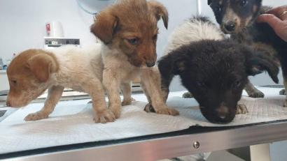 Bild: Hans Werner Gantner
Gerade auch die Welpen der rumänischen Straßenhunde sind auf Hilfe angewiesen.