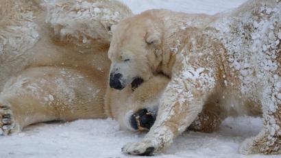 Archivbild: Jörg Beckmann/Tiergarten Nürnberg/dpa
Die Eisbären Vera (Weibchen, vorne) und Nanuq (Männchen) tollen im Winter im Tiergarten Nürnberg im Schnee.