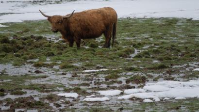 Symbolbild: Harald Tittel/dpa
Ein Longhorn-Rind steht auf einer matschigen Weide, die teils mit Schnee bedeckt ist. Das Schottische Longhorn könnte für "Wilde Weiden Waldnaabaue" unter anderem infrage kommen.
