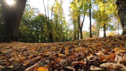 Archivbild: Wolfgang Steinbacher
Die meisten Amberger "nutzen" den Mariahilfberg neben seiner religiösen Bedeutung für ruhige Waldspaziergänge. Das soll sich nach dem Willen des CSU-Fraktionsvorsitzenden Matthias Schöberl aber ändern.