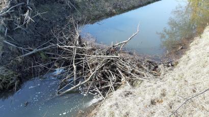 Archivbild: Kunz
Mit solchen Dämmen wie hier in der Schweinnaab treibt der Biber die Anwohner des nahen Rehmühlbachs zur Weißglut. Hier kommt vor allem in den Sommermonaten oft zu wenig Wasser an.