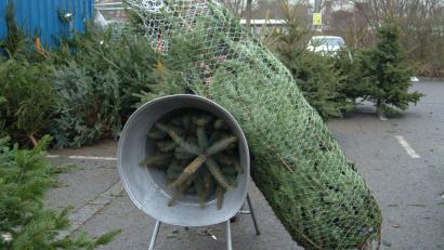 Symbolbild: Petra Hartl
Der Bund Naturschutz appelliert an die Verbraucher, beim Christbaum-Kauf regionale Bio-Produkte zu wählen. Er wünscht sich außerdem mehr Anbieter.