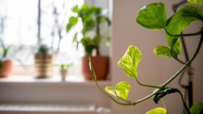 Bild: Zacharie Scheurer/dpa
Es ist besser für Pflanzen, wenn sie nicht unmittelbar der Heizungswärme, etwa über dem Fensterbrett, ausgesetzt sind.