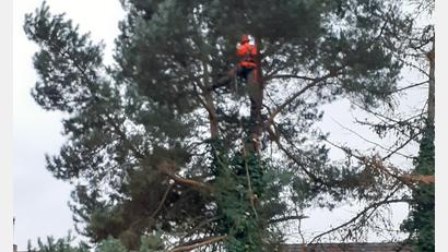 Bild: hka
Jeden Ast der Föhre befestigt Danny Wachtl am Seil, um ihn gefahrlos zu seinen Helfern am Boden hinuntergleiten zu lassen.