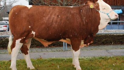 Bild: RZO/exb 
Der Betrieb Wittmann aus Ilsenbach (Landkreis Neustadt/Waldnaab) züchtete diesen „Paradys"-Sohn, der zum Prüfeinsatz von der Bayern-Genetik erworben wurde.