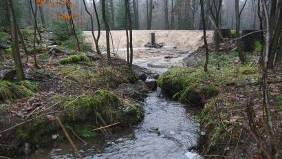 Bild: bkr
Dem lokalen Hochwasserschutz und dem Naturschutz dient der Regenrückhalteteich im Armesbergwald.