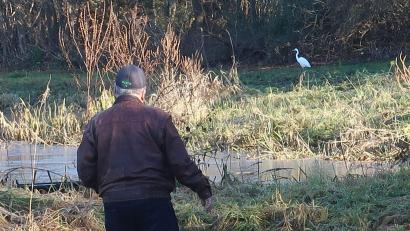 Bild: rha
Ein Silberreiher stakst an den Gestaden des Freizeitweihers in Vilseck.