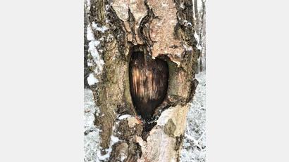 Bild: rgr
Wer mit offenen Augen spazieren geht , kann ein Herz in einem Baum entdecken.