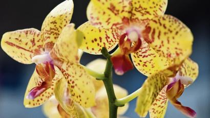 Bild:  Andrea Warnecke/dpa
Damit eine Orchidee auch zu Hause blüht wie beim Gärtner, sollte die Pflanze im Winter an einem möglichst sonnigen Platz stehen.