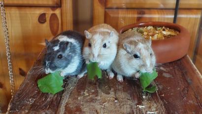 Bild: blm
Die Rennmäuse-Jungs Babylou, Johnny und Waldemar (von links) wünschen allen Lesern einen guten Appetit zum Silvestermenü.