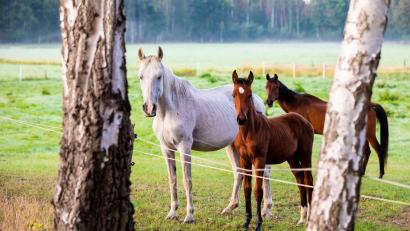 Bild: Moritz Frankenberg/dpa
Ein Streit zwischen Reiterinnen und einem Autofahrer ist eskaliert.