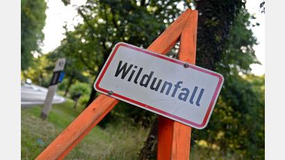 Symbolbild: Susann Prautsch/dpa
Zwischen Amberg und Raigering ist es zu einem Wildunfall mit zwei Autos gekommen.