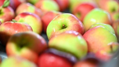 Symbolbild: Felix Kästle/dpa
Eine Unbekannte wollte eine Sulzbach-Rosenbergerin nötigen, ein Stück Apfel zu probieren, um ihr minderwertiges Obst verkaufen zu können.