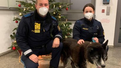 Bild: Polizeiinspektion Amberg
Polizeihauptmeister Daniel Winter und seine Kollegin Polizeioberwachtmeisterin Julia Landel haben den geretteten Husky-Mischling für eine Nacht zu sich auf die Polizeiinspektion geholt.