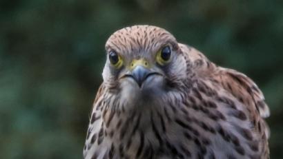 Bild: Ludwig Brunner/exb
Auge in Auge mit einem Turmfalken saß der Hobbyfotograf Ludwig Brunner.