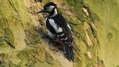 Bild: Marcus Brandt
Für die Zählaktion „Stunde der Wintervögel“ hat der Landesbund für Vogelschutz (LBV) erste Zwischenergebnisse für Bayern veröffentlicht.