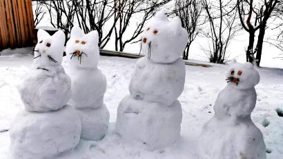 Bild: ld
Vier wunderschöne Katzen stehen im Garten der Familie Philbert in Brand.