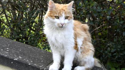Symbolbild: Petra Hartl
Das Veterinäramt Neustadt appelliert an alle Halter von Katzen mit Freigang, diese rechtzeitig vor dem kommenden Frühjahr kastrieren zu lassen.