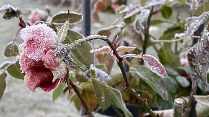 Bild: David Frahnow/exb
Als frostige Schönheit präsentiert sich diese Rose wenige Tage vor Weihnachten. Zu dieser Zeit fiel die Temperatur in Störnstein bis auf Minus 10,2 Grad Celsius.