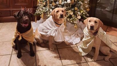 Bild: exb/Jennifer Fraunholz
Drei „heilige Königinnen“ auf je vier Pfoten.