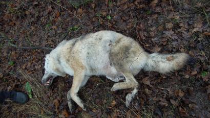 Bild: Hans Lehner
Ein schönes Tier. Sein Leben endete im Gebüsch an der Staatsstraße nahe Weiden.