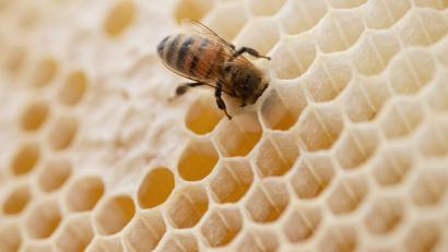 Symbolbild: Friso Gentsch/dpa
Die Waben in den Bienenstöcken enthielten 2021 zwischen 10 und 15 Prozent weniger Honig als im Jahr davor, bilanziert der Bienenzuchtverein Sulzbach-Rosenberg.